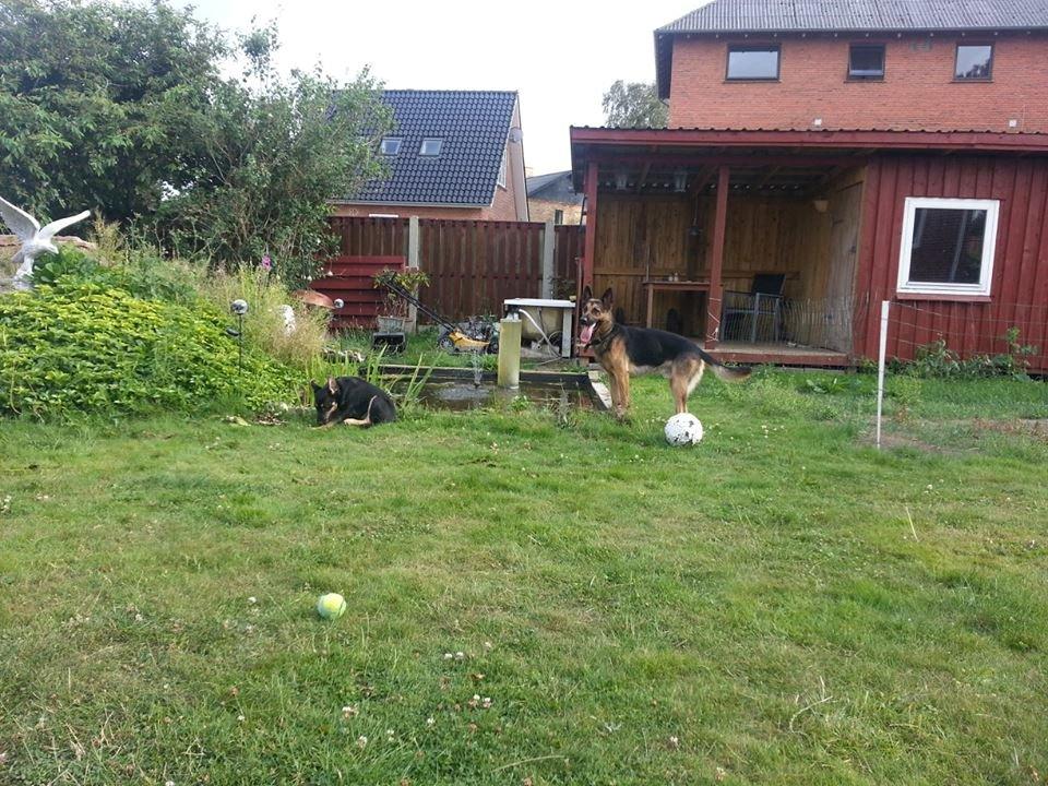 Blanding af racer Molly billede 4