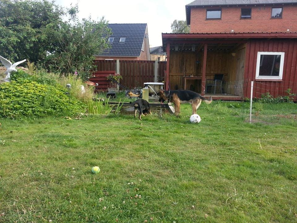 Blanding af racer Molly billede 5