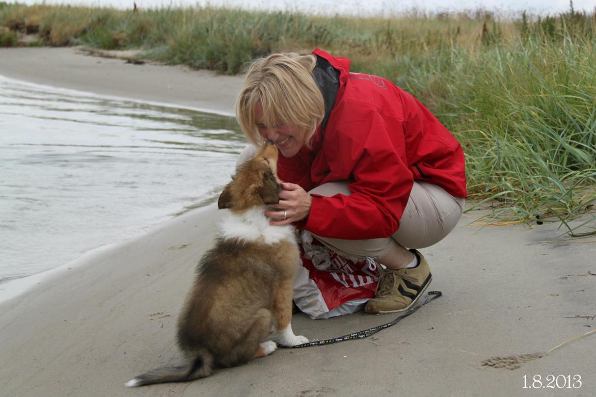 Collie langhåret Ebony Moor´s Charismatic Cato - Ebony Moor´s Charismatic Cato møzzer sin kommende madmor. Vi var på stranden idag. billede 36