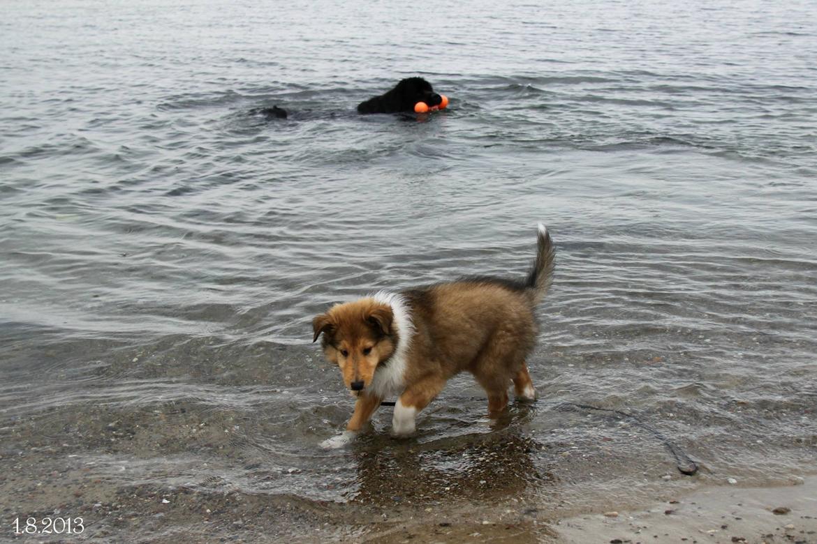 Collie langhåret Ebony Moor´s Charismatic Cato - Ebony Moor´s Charismatic Cato oplever vand og strand for første gang, mens storebror Noa svømmer rundt og hygger sig bagved. billede 38