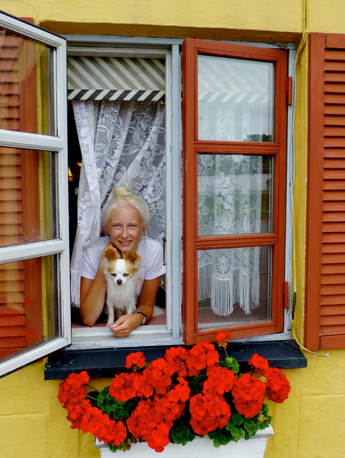 Chihuahua Viktor billede 17