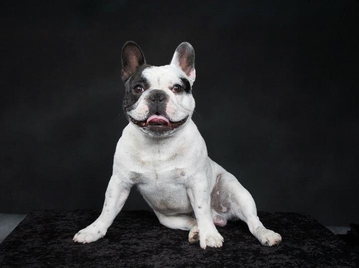 Fransk bulldog Prop - Smiiil:-) Så skal der tages billeder. billede 3
