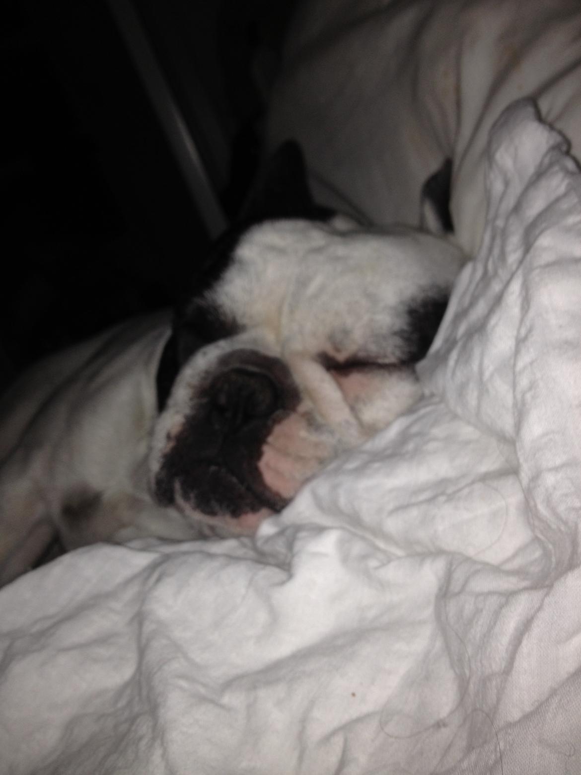 Fransk bulldog Prop - ZzzzZzz.. Vil ikke forstyrres!! billede 4