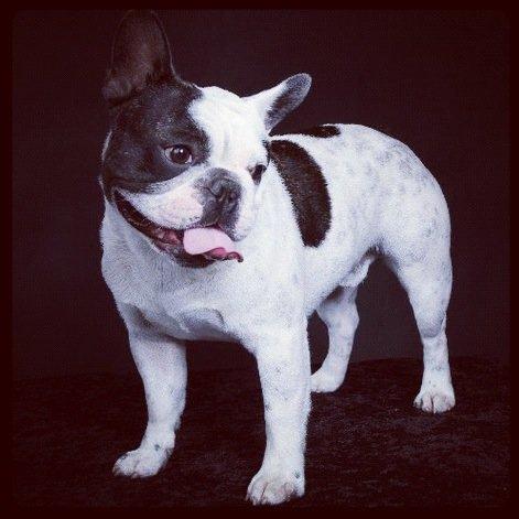 Fransk bulldog Prop billede 5