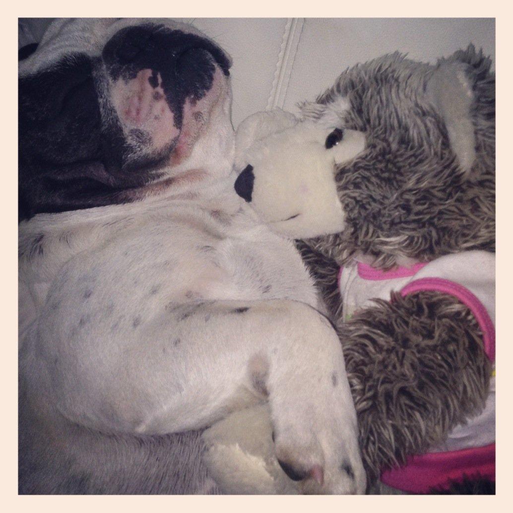 Fransk bulldog Prop - Hvis ikke mine mennesker vil puttemed mig, kan jeg godt putte med bamsen. billede 6