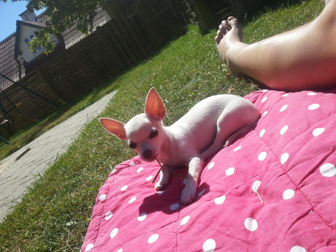 Chihuahua Shiro ("Hvid" på Japansk) billede 10