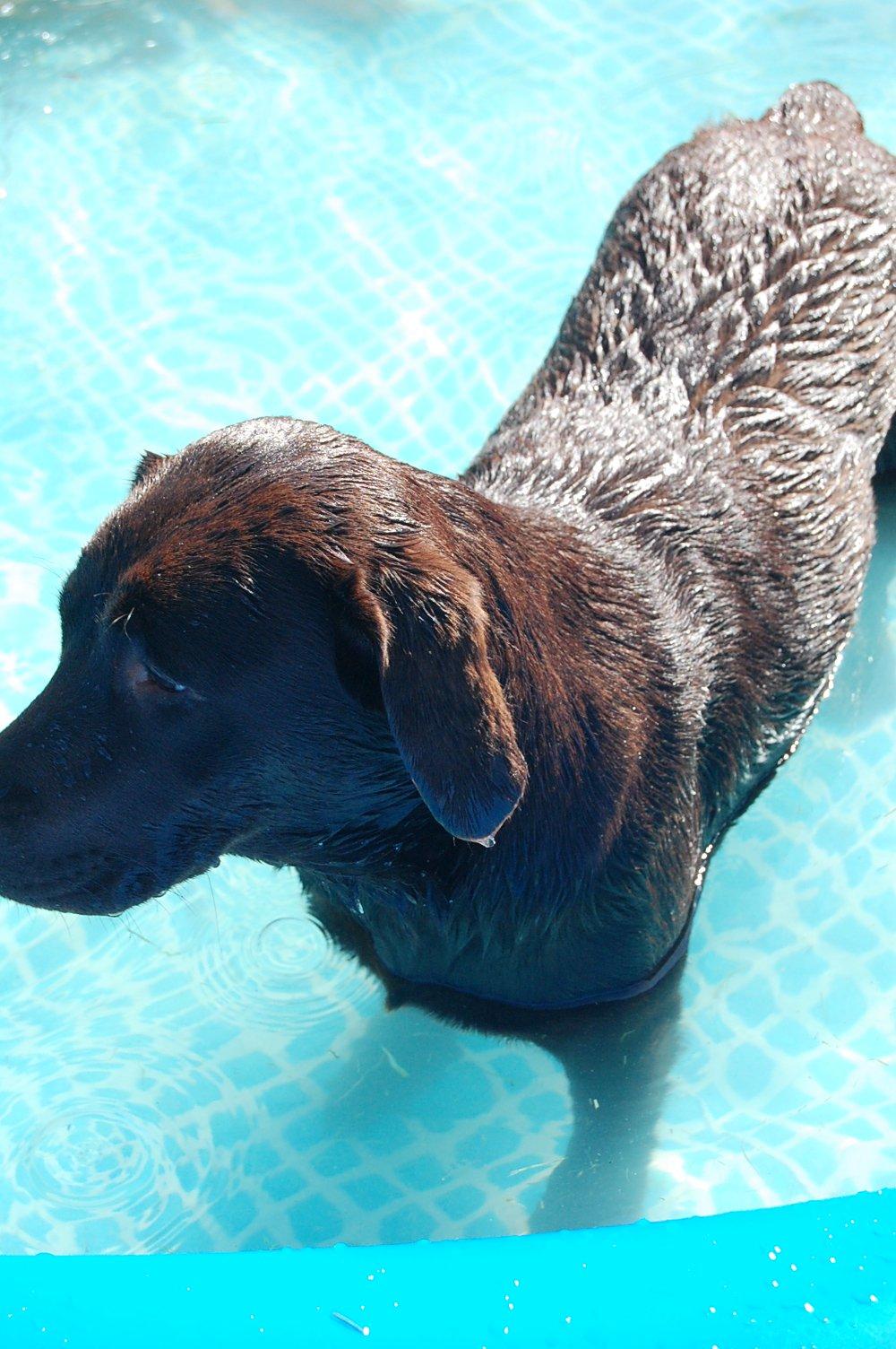 Labrador retriever Sille billede 1