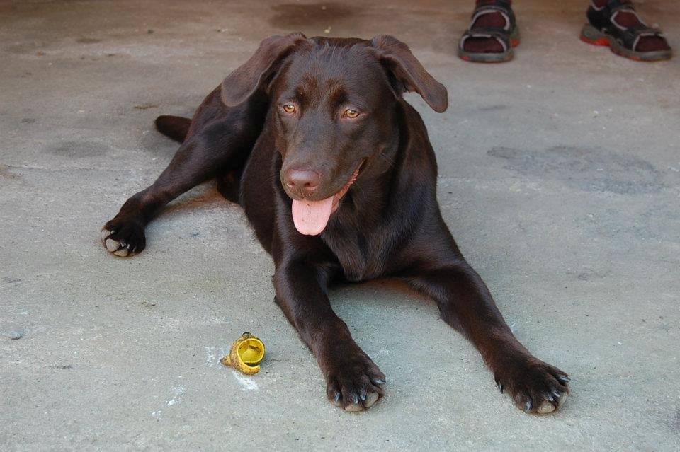 Labrador retriever Sille billede 2