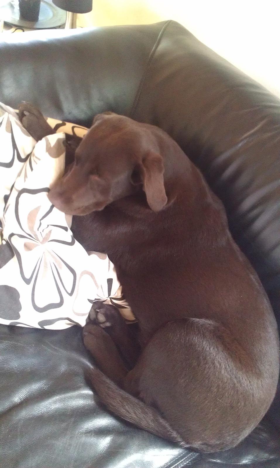 Labrador retriever Sille billede 3