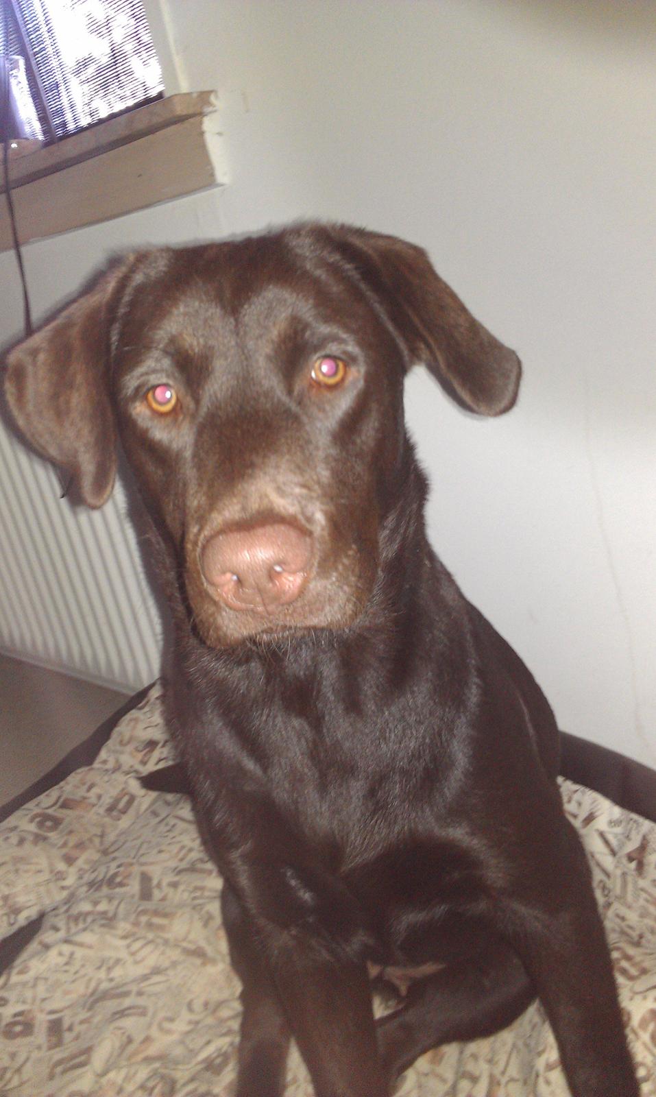 Labrador retriever Sille billede 4