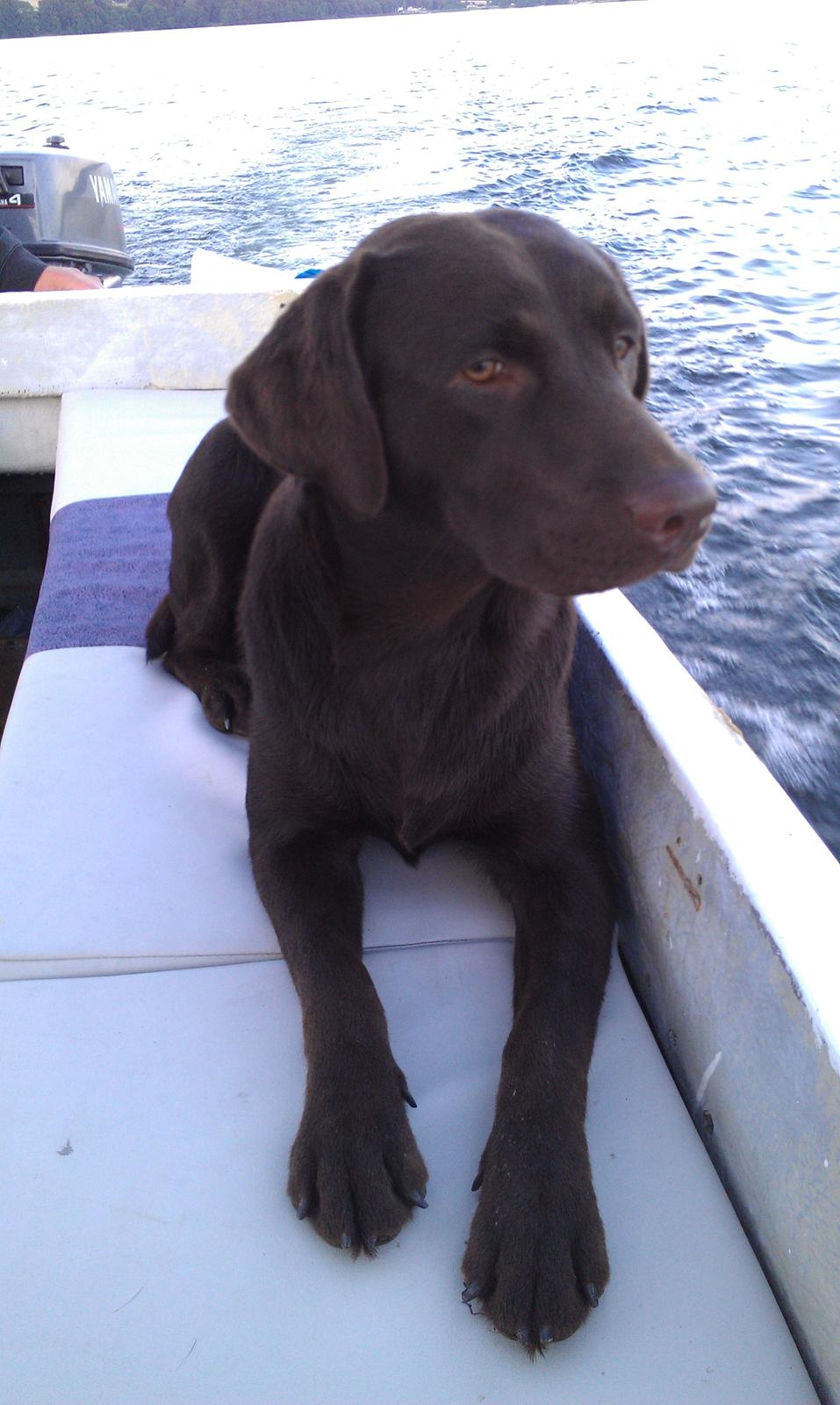 Labrador retriever Sille billede 5