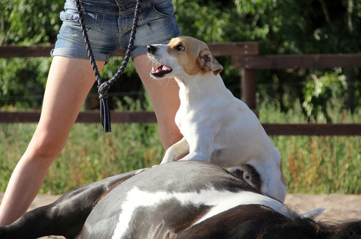 Blanding af racer Joey Moe billede 1