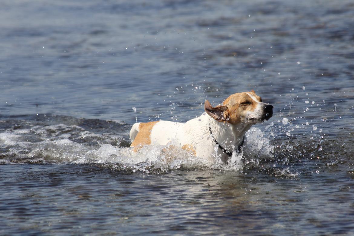 Blanding af racer Joey Moe billede 7