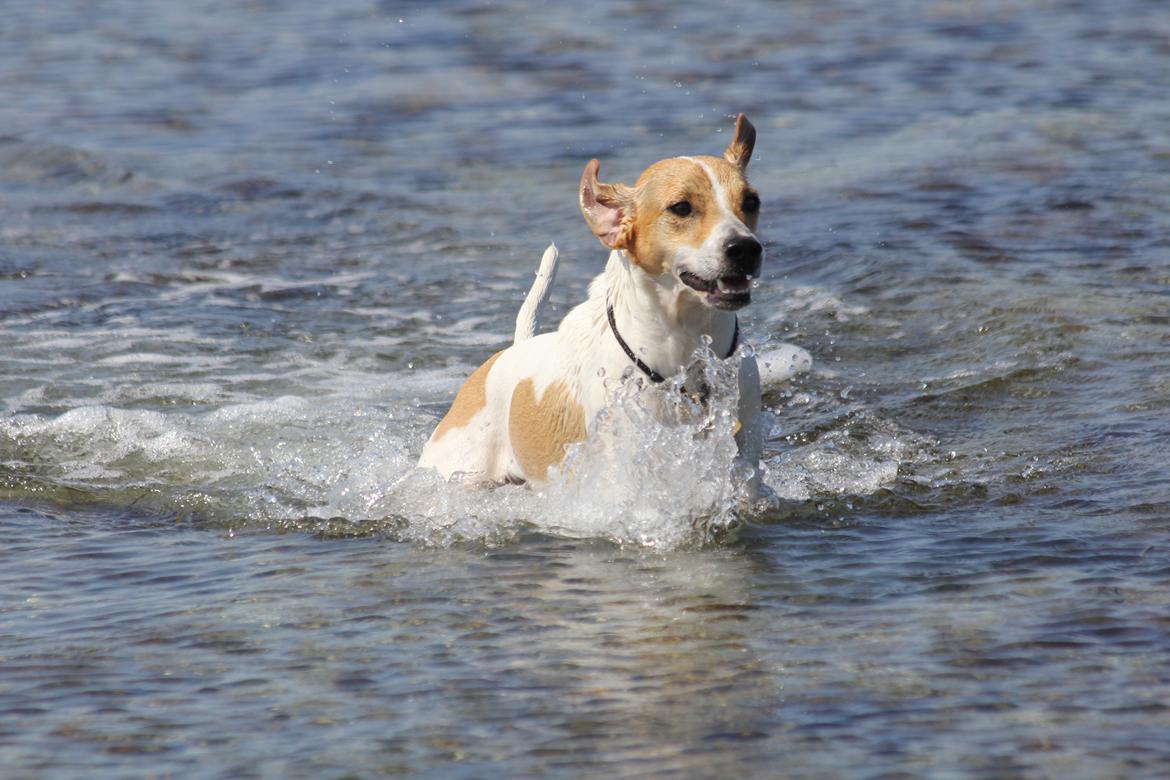 Blanding af racer Joey Moe billede 11