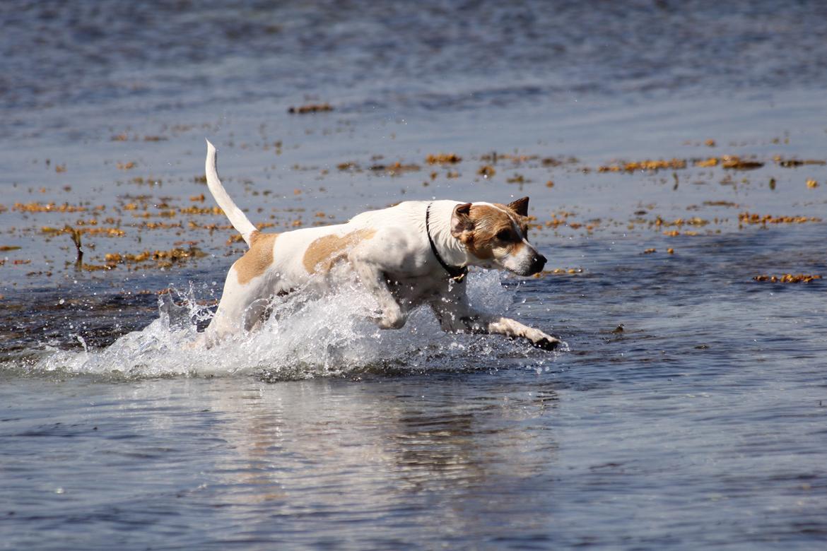 Blanding af racer Joey Moe billede 2