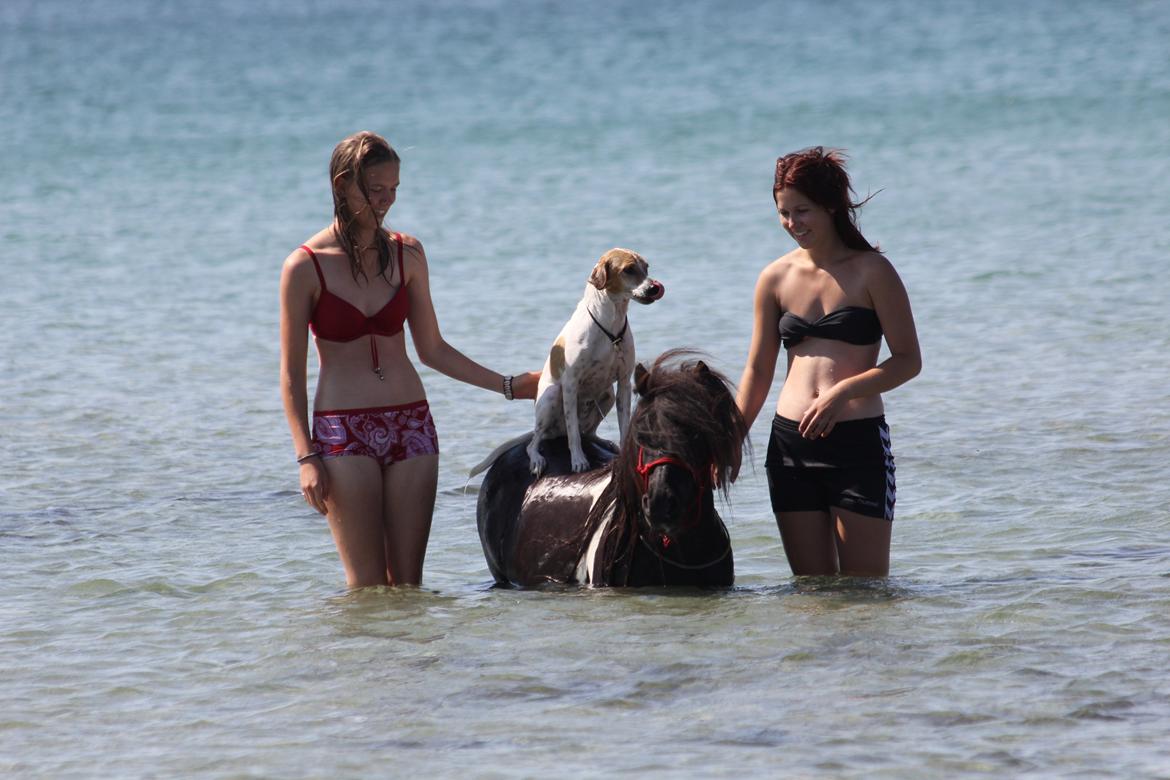 Blanding af racer Joey Moe billede 3