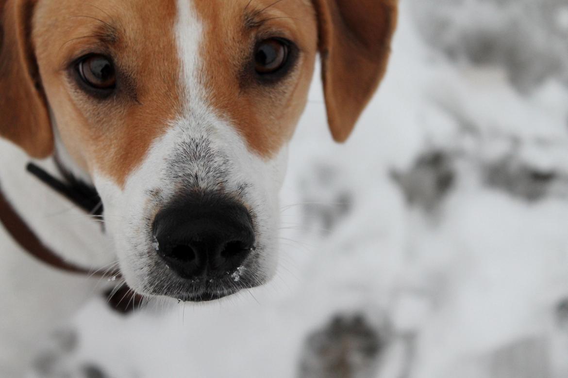 Blanding af racer Joey Moe billede 5