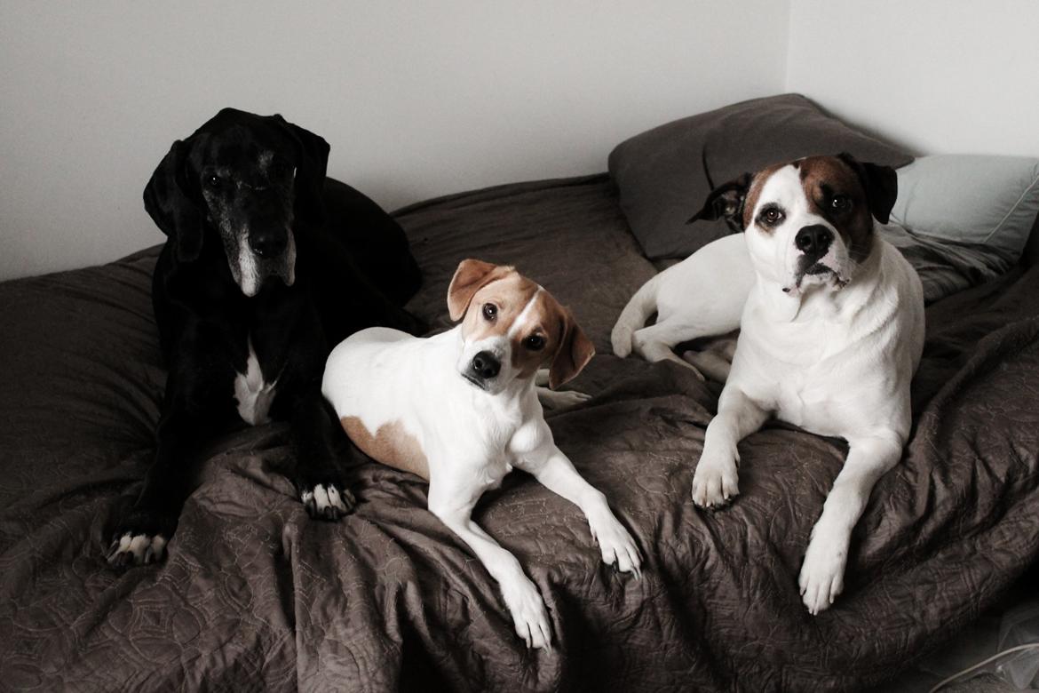 Blanding af racer Joey Moe billede 8