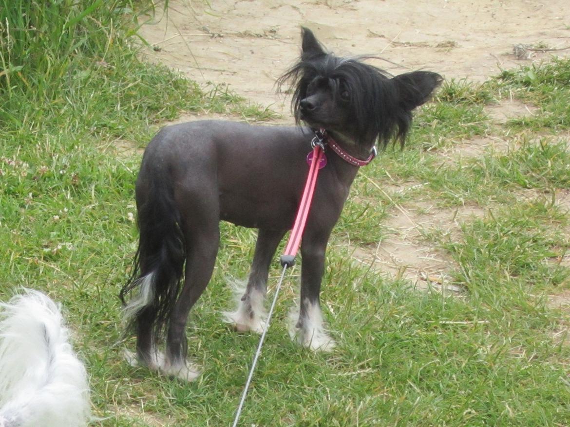 Chinese crested hårløs Belika billede 27