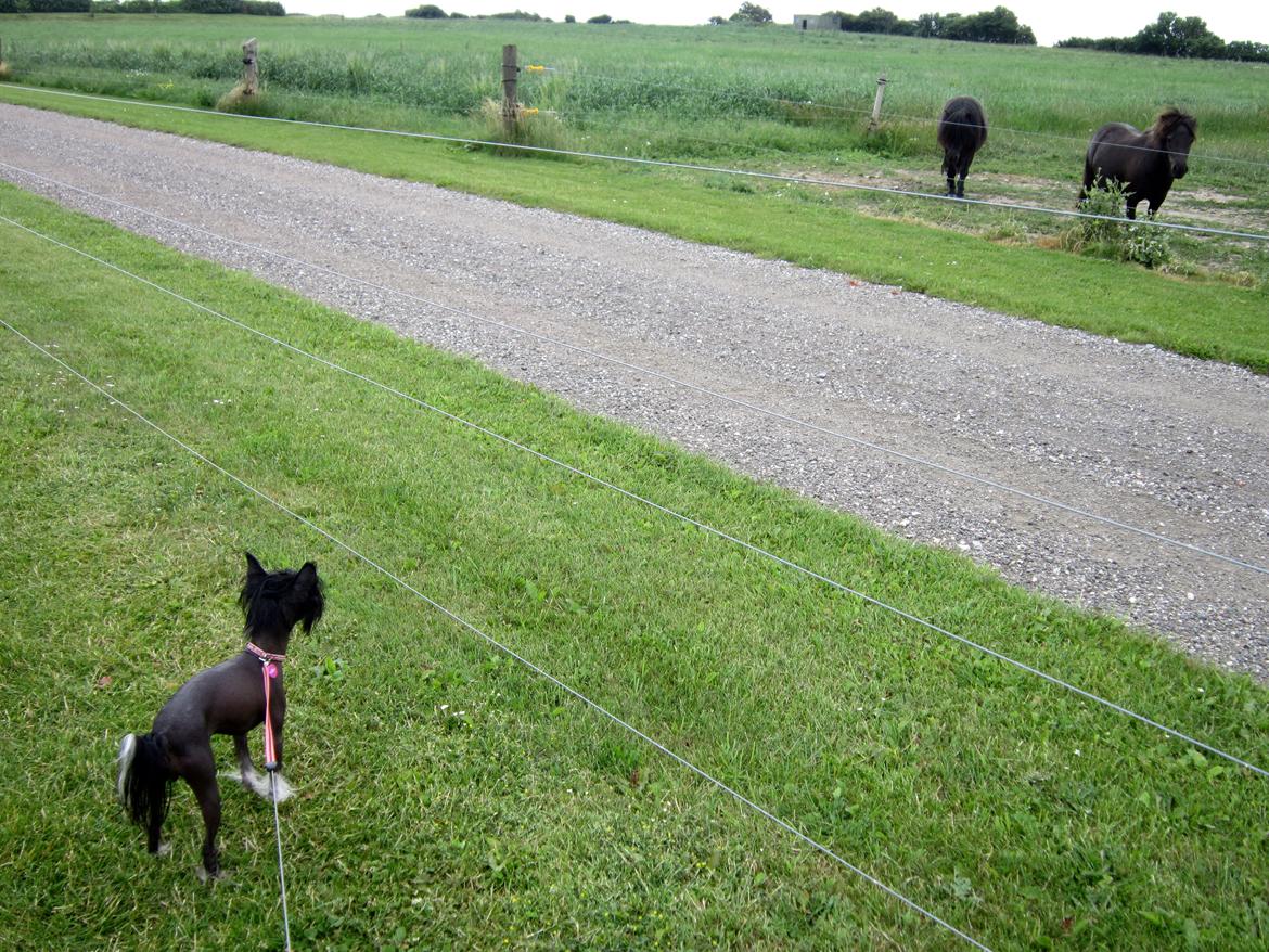 Chinese crested hårløs Belika - Hej heste, Skal vi lege? billede 25