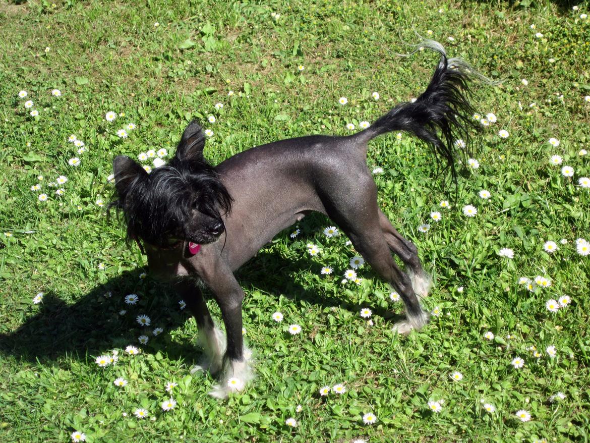 Chinese crested hårløs Belika billede 17