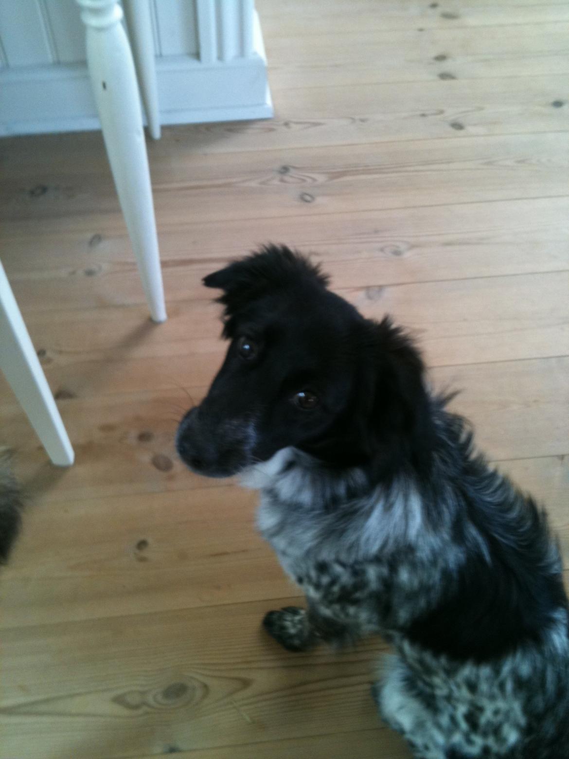 Japansk spids Pepsi billede 11