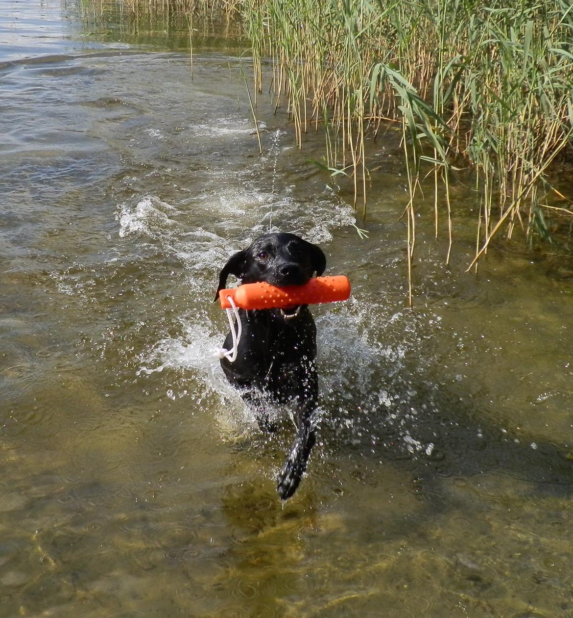 Labrador retriever Laika - 02.08.13 billede 3