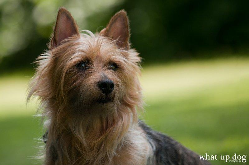 Australsk terrier Luka Min engel - Luka hos fotografen - Juni 2013 billede 3