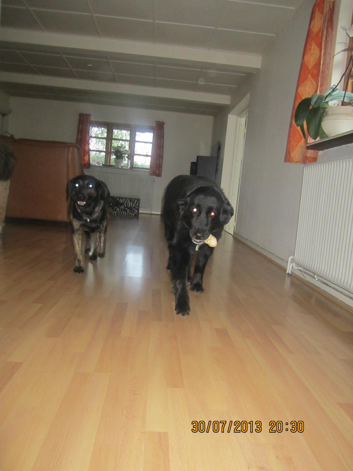 Blanding af racer Kiego billede 14