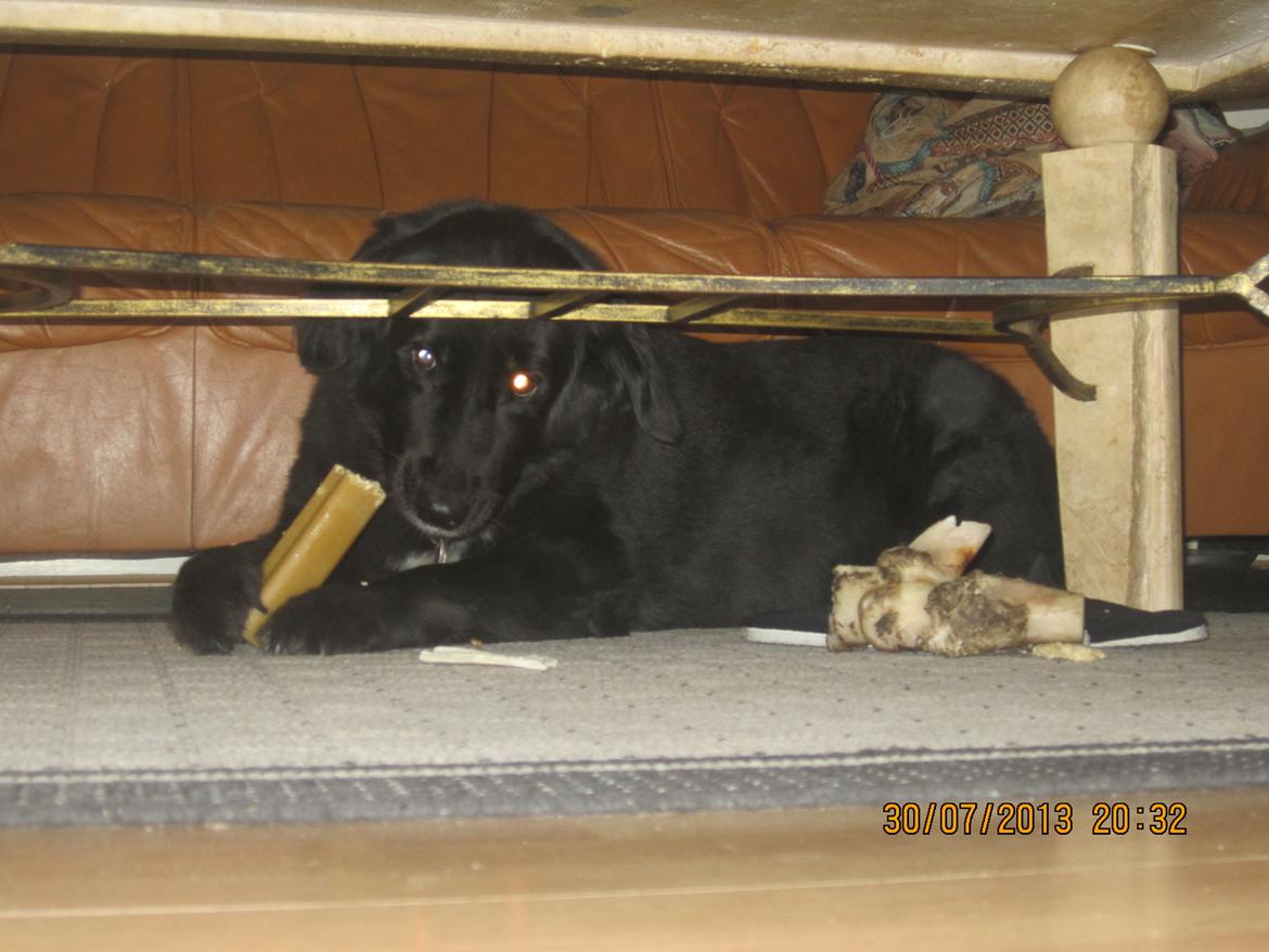 Blanding af racer Kiego billede 15