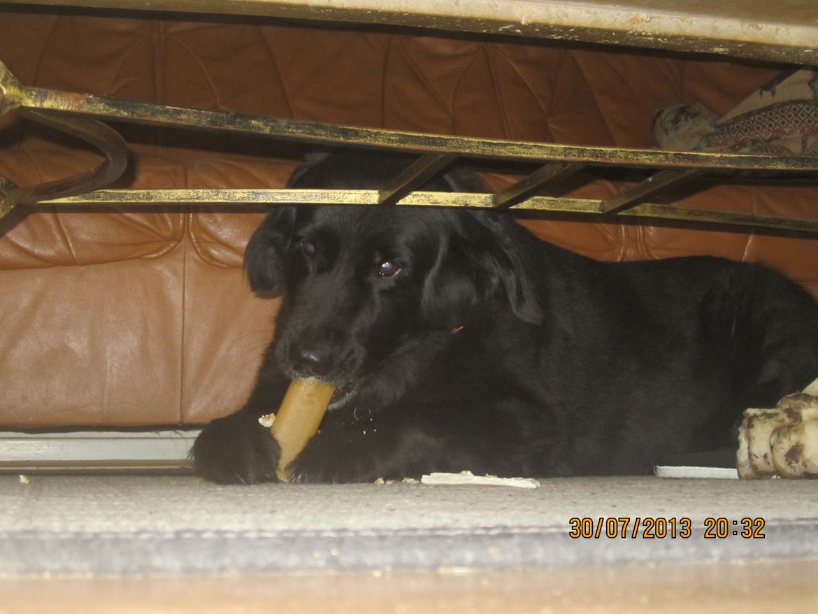 Blanding af racer Kiego billede 16