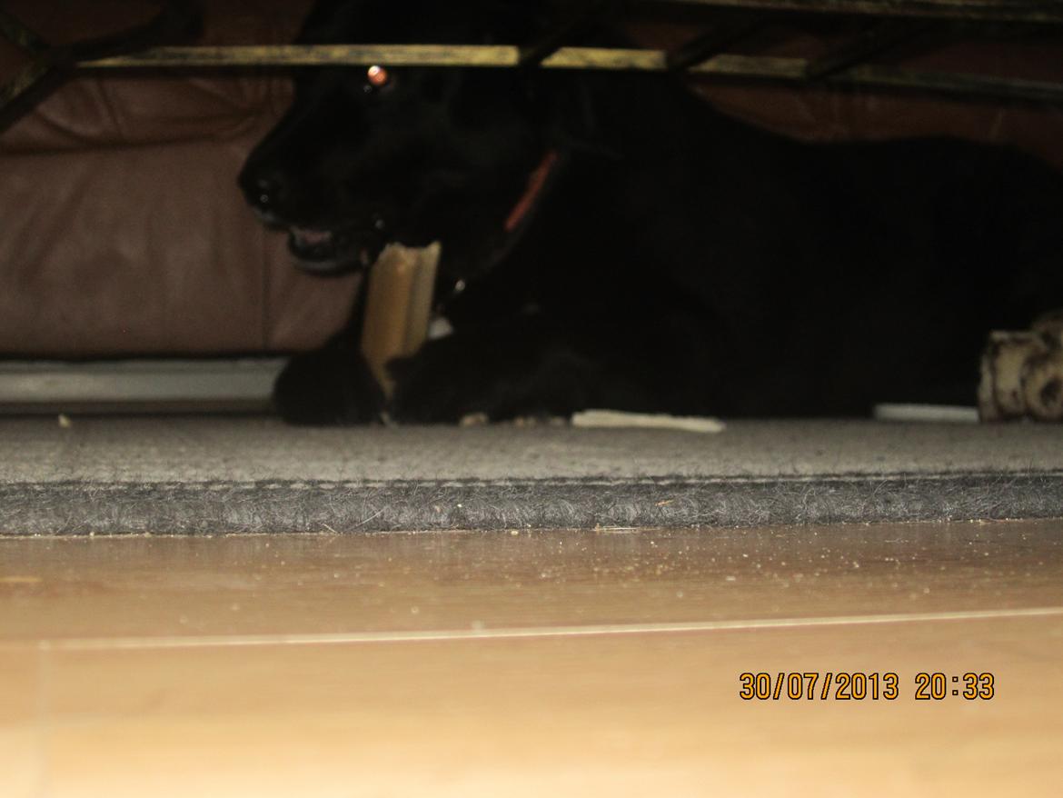 Blanding af racer Kiego billede 17