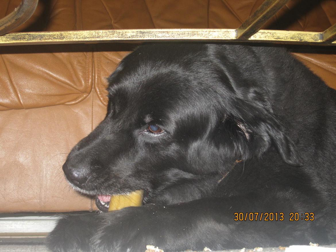 Blanding af racer Kiego billede 18