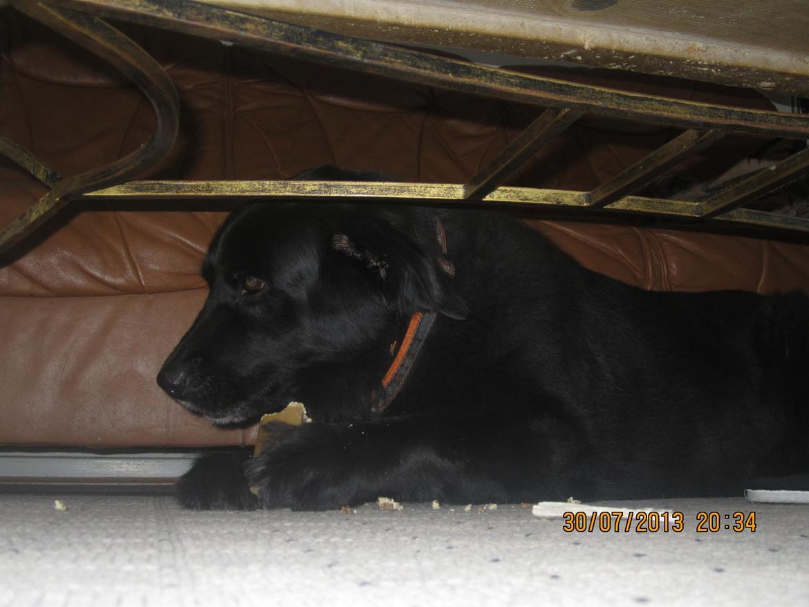 Blanding af racer Kiego billede 19