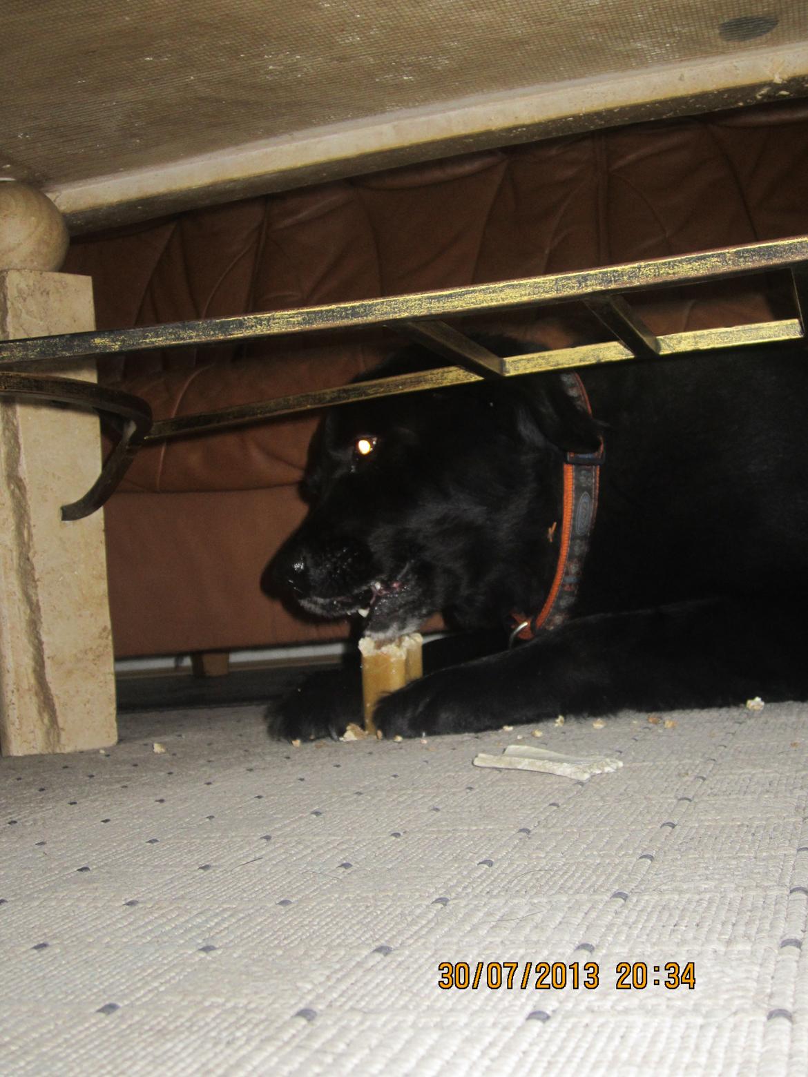 Blanding af racer Kiego billede 20