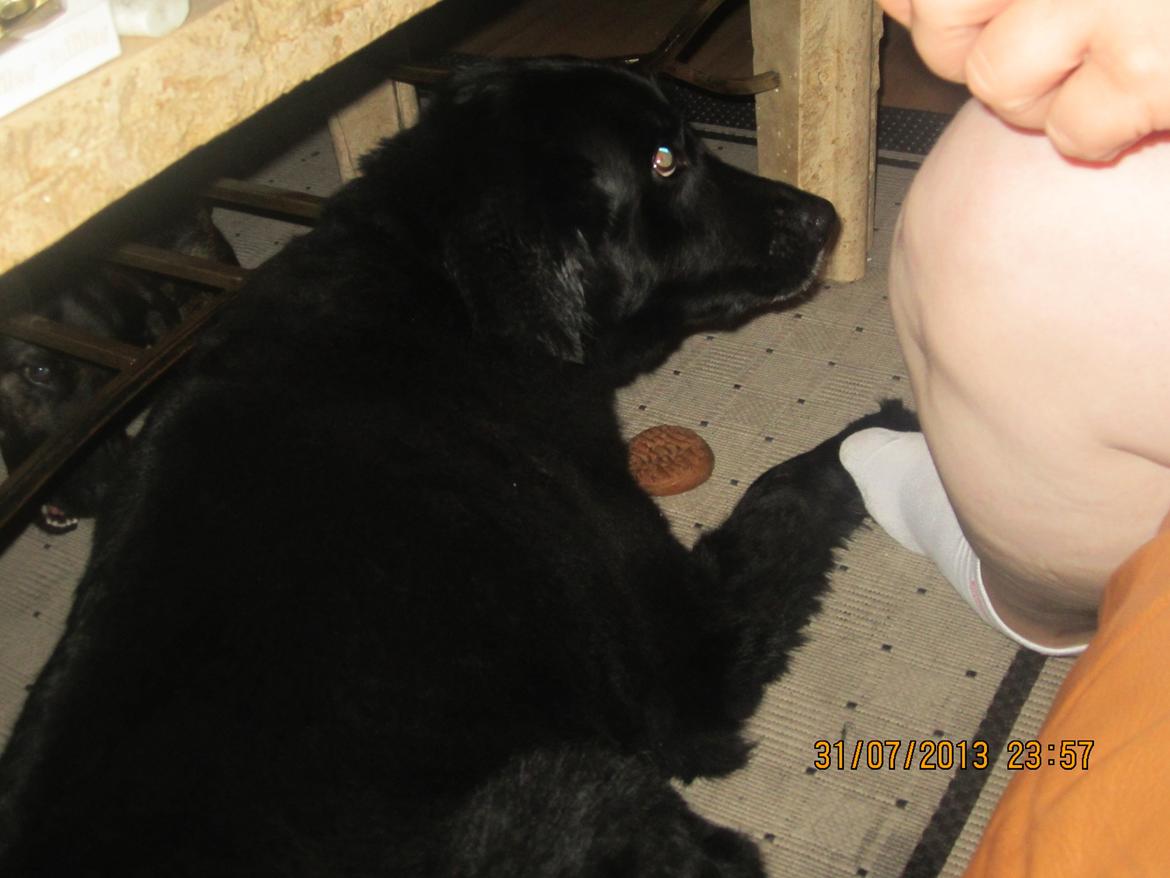 Blanding af racer Kiego billede 21