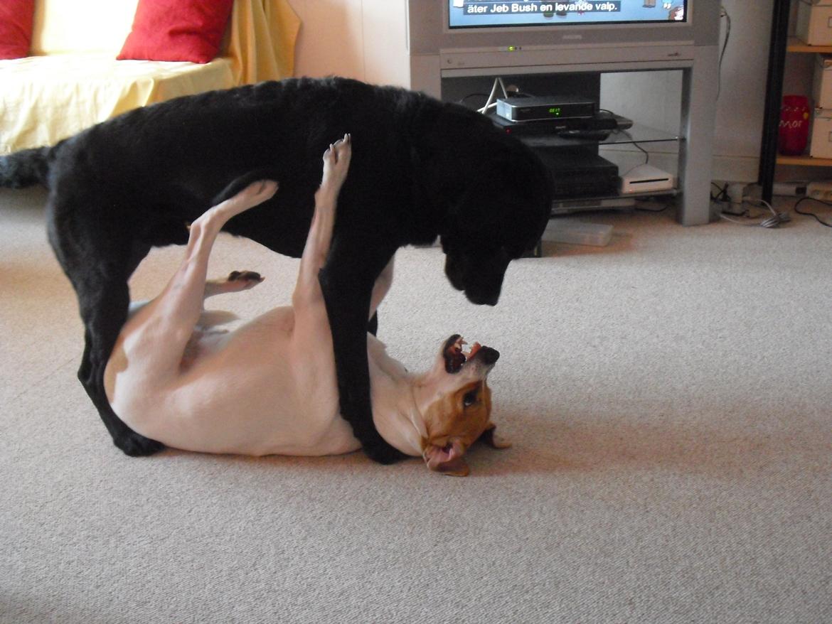 Blanding af racer Joey Moe billede 9