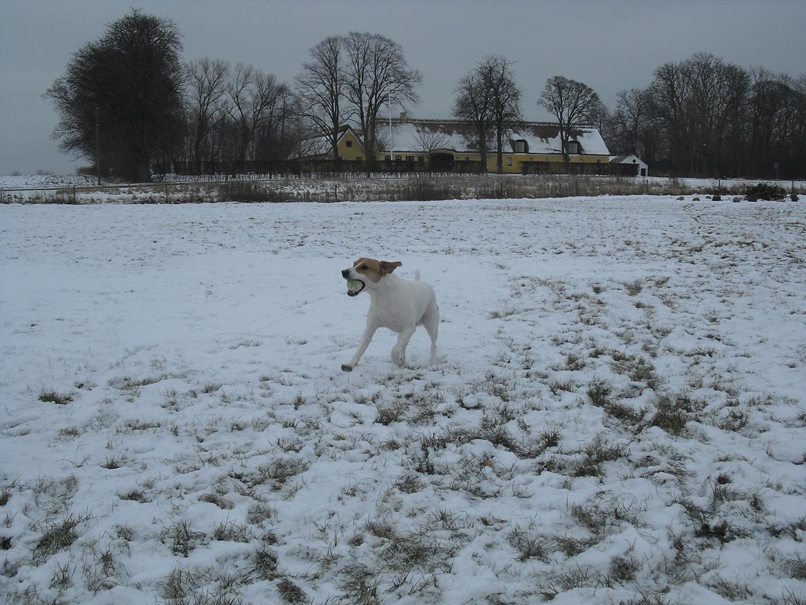 Blanding af racer Joey Moe billede 10