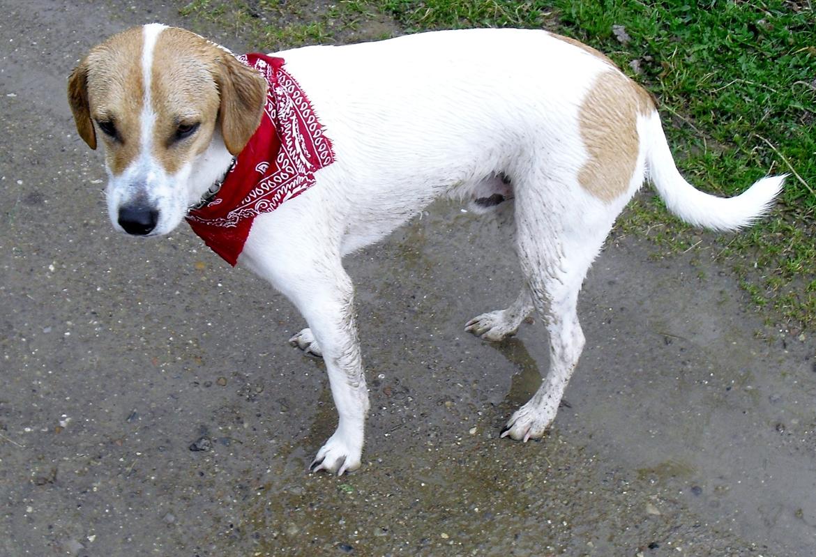 Blanding af racer Joey Moe billede 12