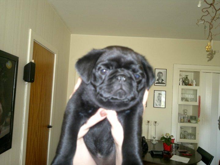 Mops Sif - Sif som baby :) billede 9