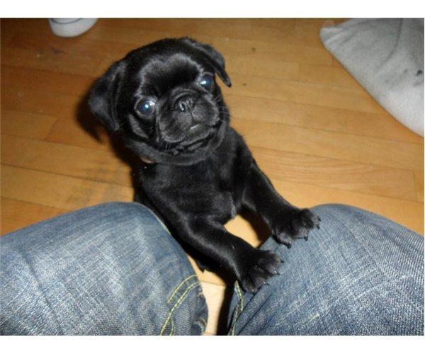 Mops Sif - Sif som baby :) billede 2