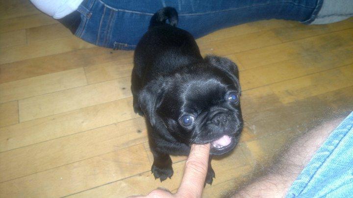 Mops Sif - HAPS :) billede 3