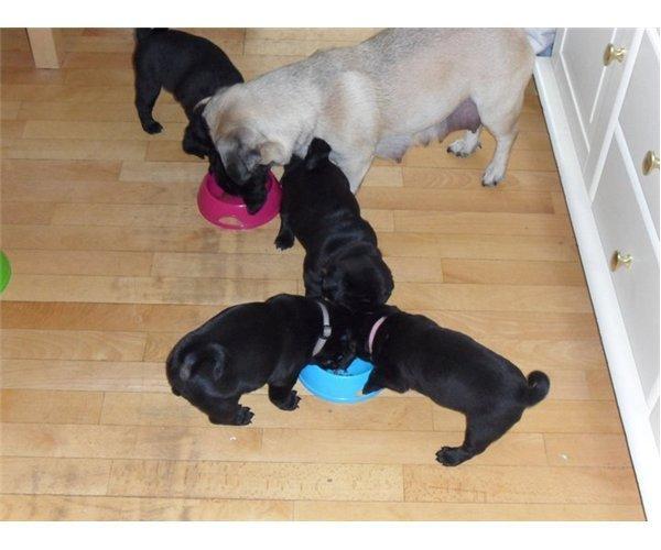 Mops Sif - Sif med sin mor og et par af hendes søskende :) billede 4