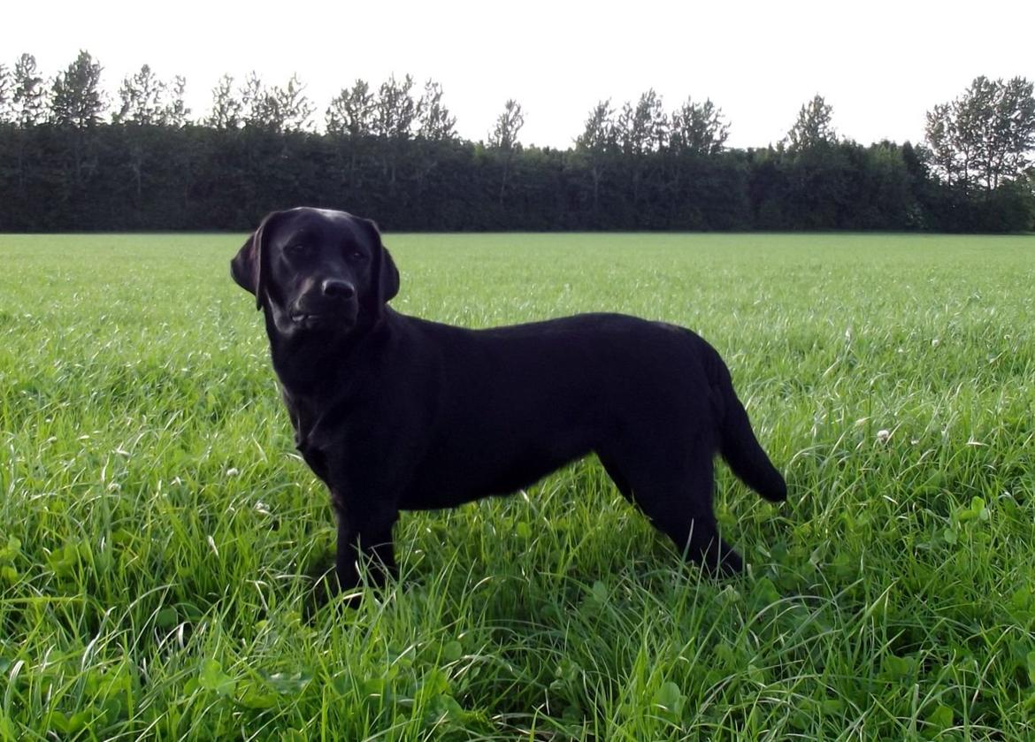 Labrador retriever Acapella billede 18