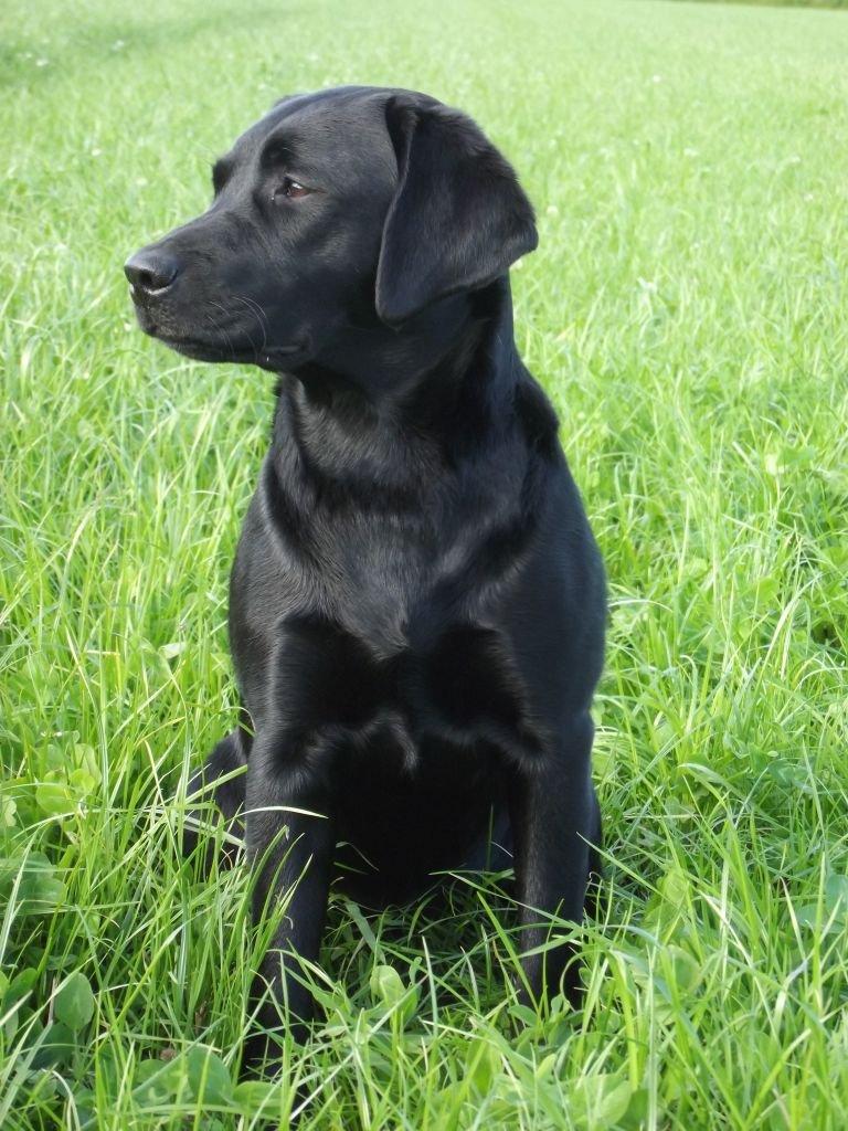 Labrador retriever Acapella billede 21