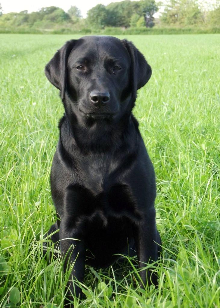 Labrador retriever Acapella billede 5