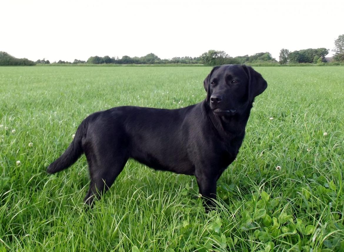 Labrador retriever Acapella billede 22