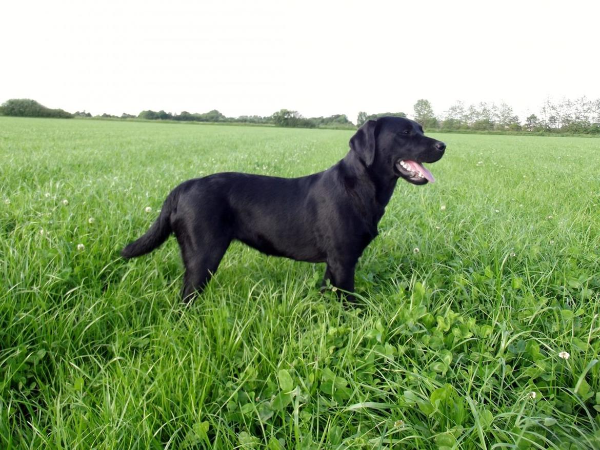 Labrador retriever Acapella billede 23