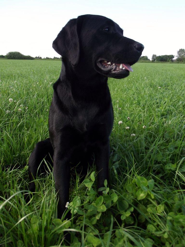 Labrador retriever Acapella billede 24