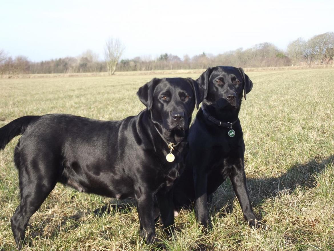 Labrador retriever Acapella - Sammen med mor Jessie billede 25